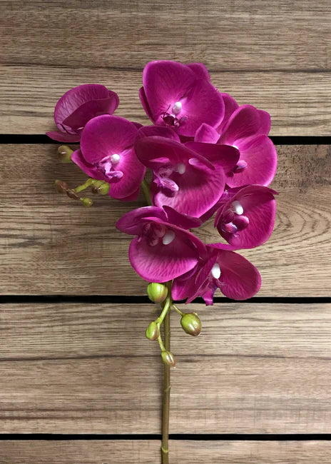 Lavender Phalaenopsis Orchid Spray with Coating