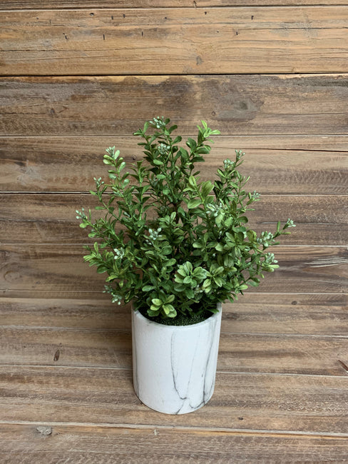 14" Modern Boxwood Bush Potted