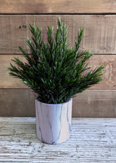 13" Rosemary in Pot