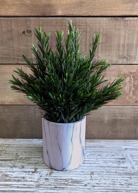 13" Rosemary in Pot