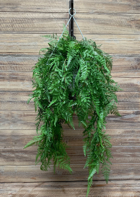 20" Lace Fern in White Hanging Pot