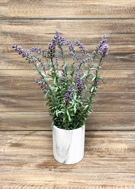 16" Lavender Bush in Round Pot