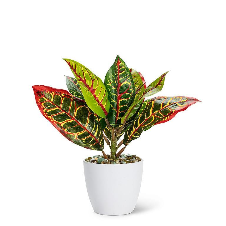 Medium Varigated Leaf Plant