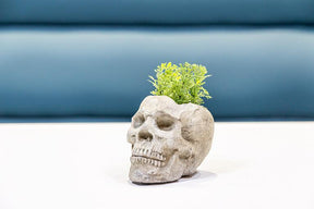 Skull Planter