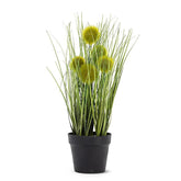 Pompom Grass in Pot