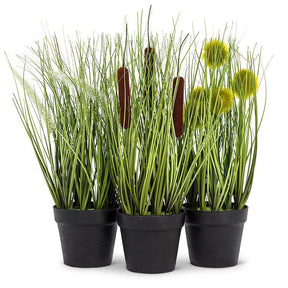 Pompom Grass in Pot