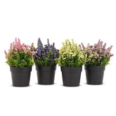 Lavender Plant Pot